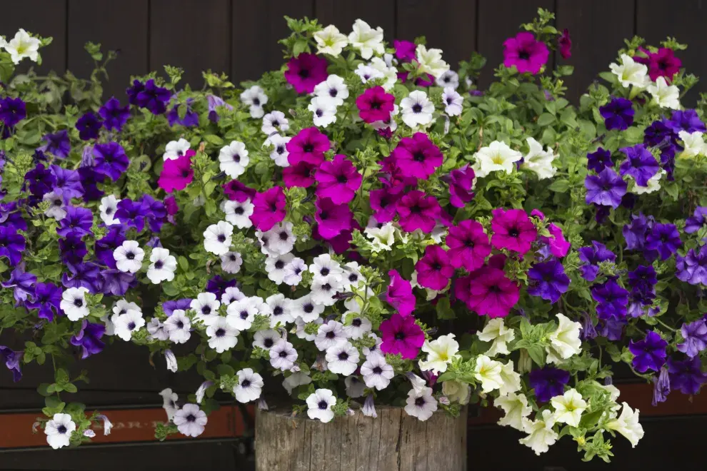 Las petunias necesitan entre 4 y 5 horas de sol directo.