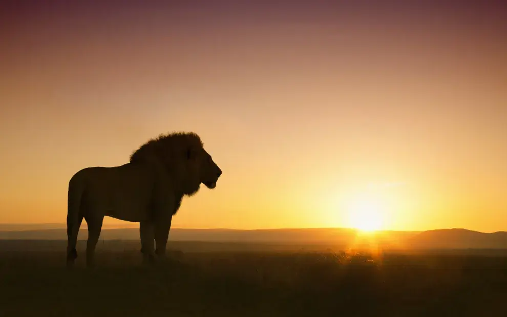 León en el atardecer