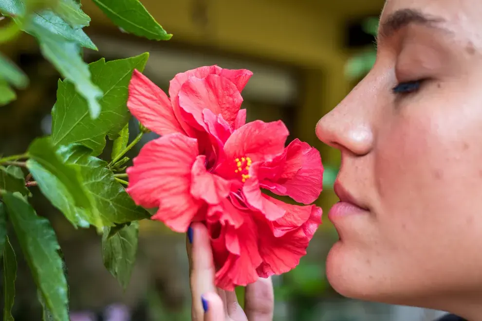  La poda es clave para la flor china: no solo da forma a la planta, sino que también estimula nuevos brotes, que son vitales para la producción de las flores.