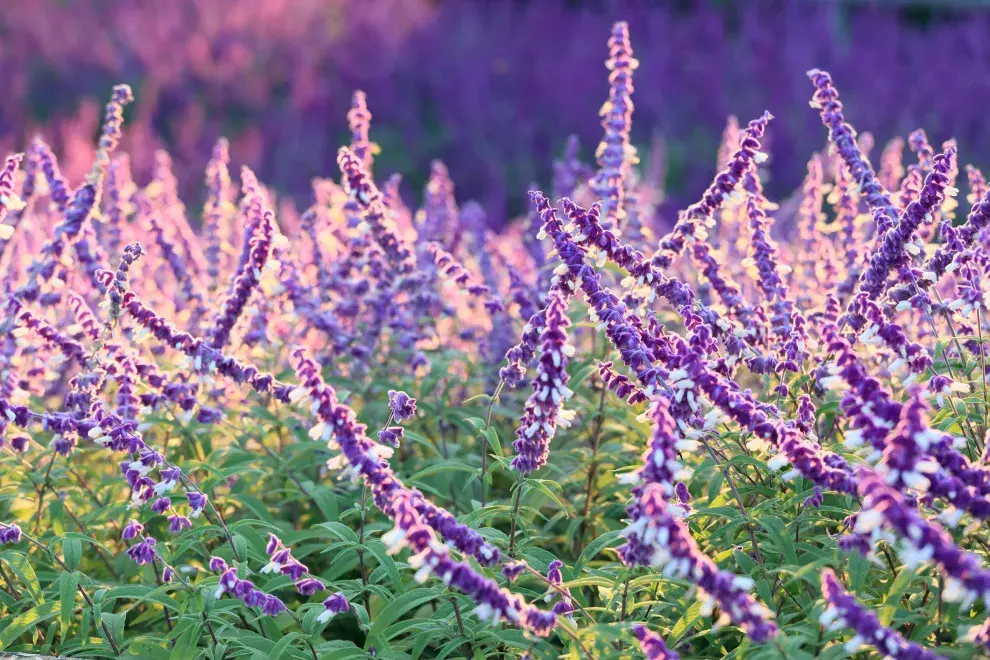 La salvia necesita mucho sol directo.