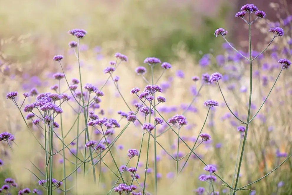 La verbena es una planta que promedia unos 25 cm de altura. 