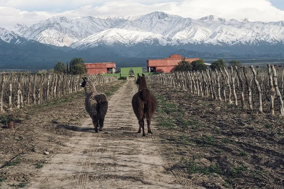 vinos orgánicos en armonía con la naturaleza.