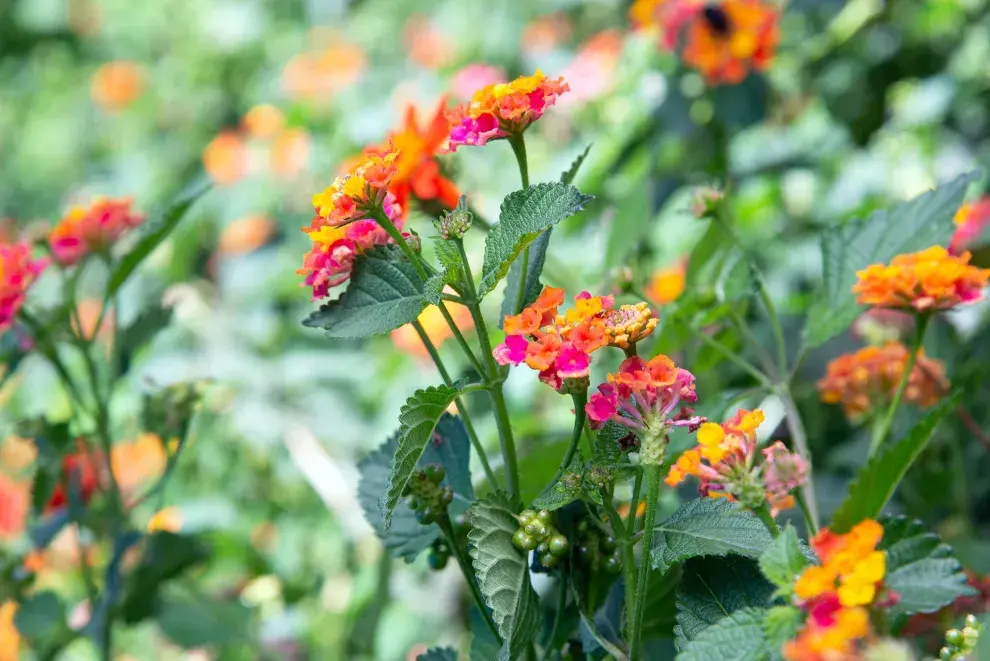 Las flores de la Lantana camara se agrupan en racimos terminales o axilares compuestos por numerosas flores pequeñas, tubulares y fragantes.