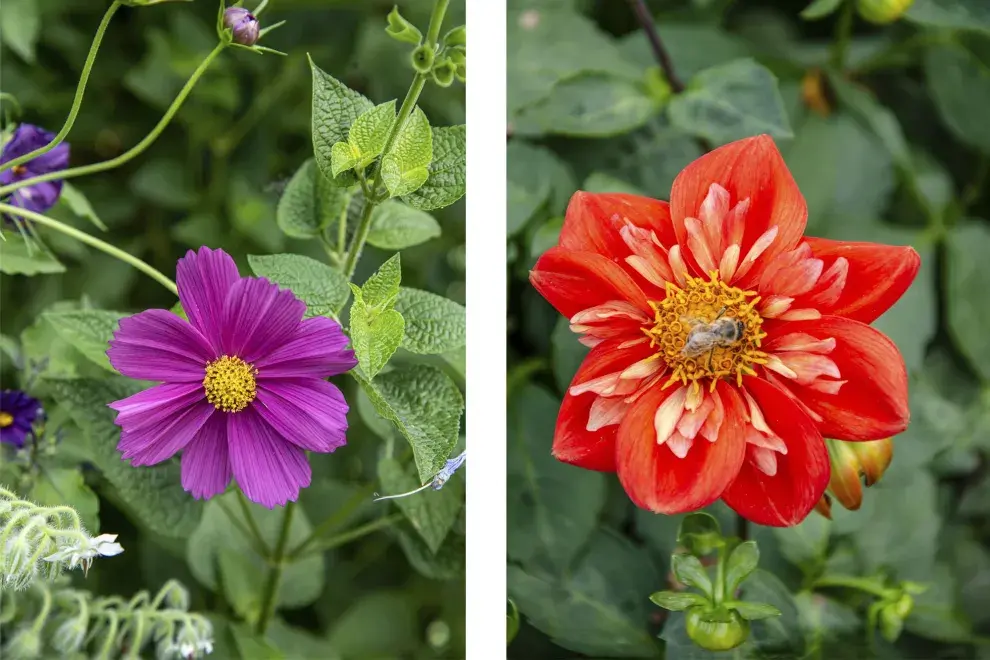 Cosmos bipinnatus y Dahlia Alstergruss, dos must para atraer mariposas.