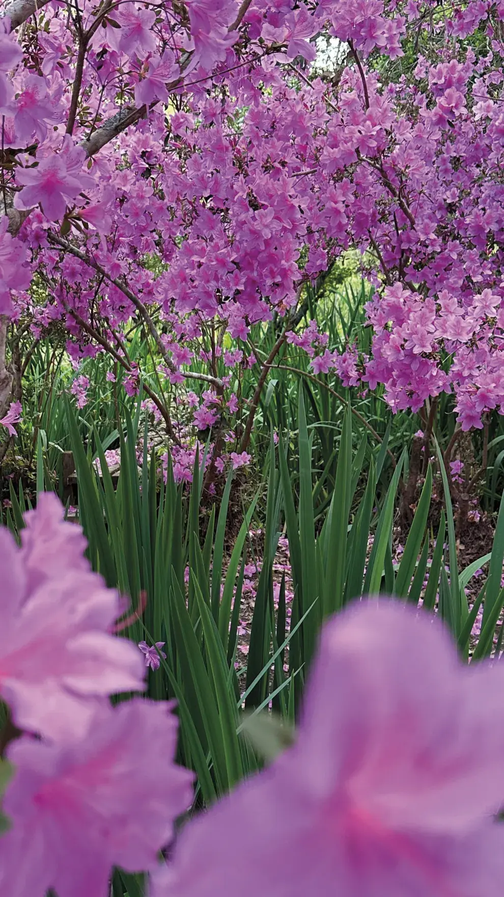 Azaleas, en el Delta del Paraná.