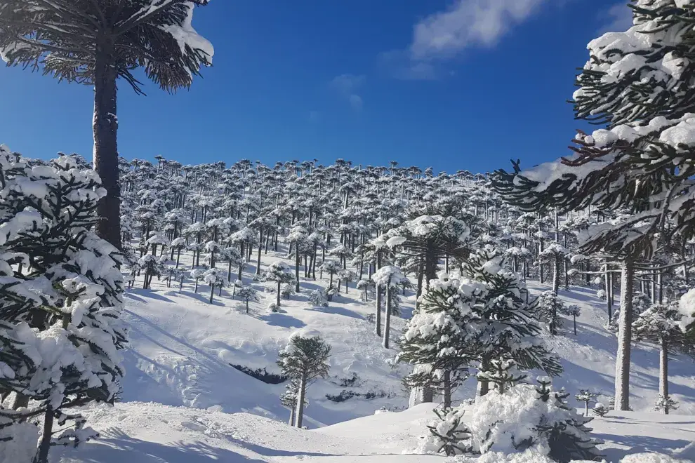 El ascenso al volcán Copahue se realiza a través de senderos que permiten descubrir la flora y la fauna autóctona