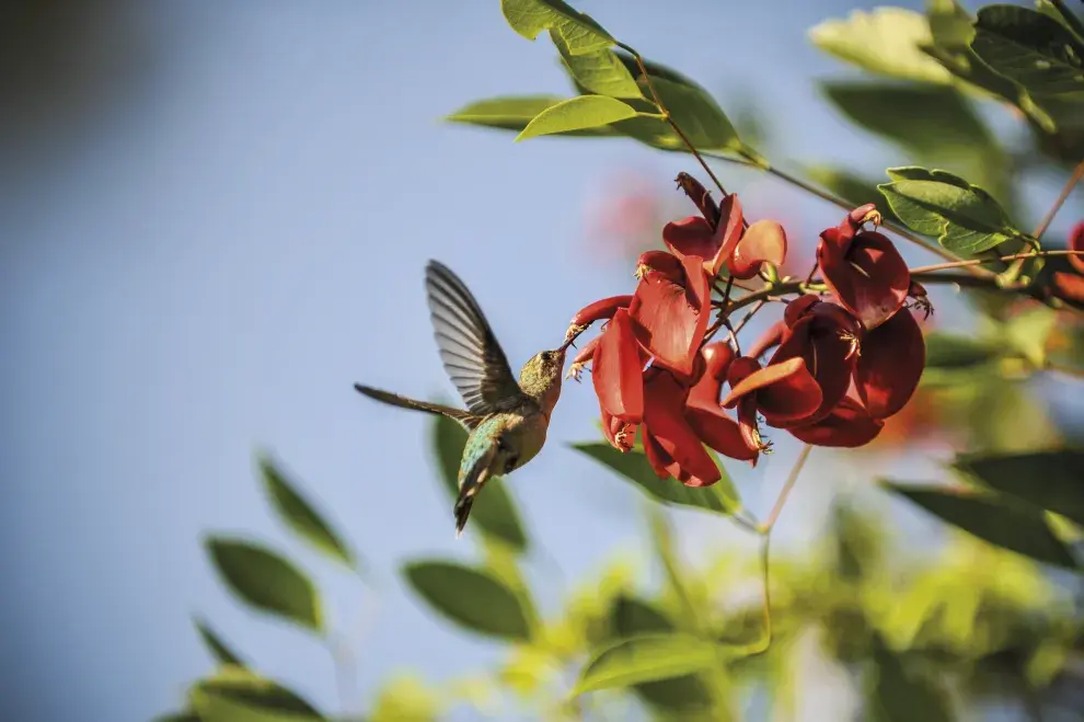 Ceibo, la flor nacional: riberas del Paraná y del Río de la Plata.