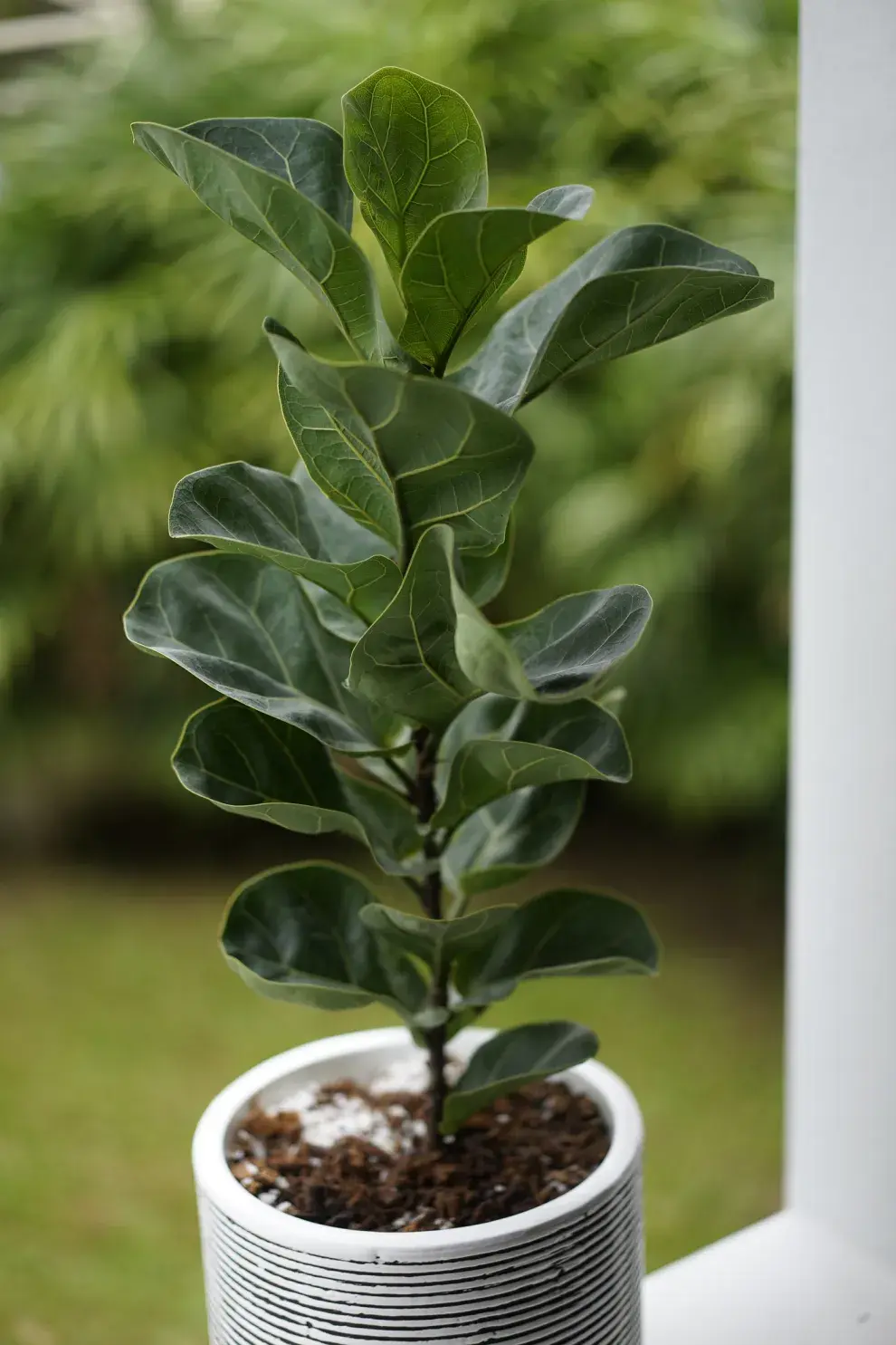 Hay que evitar ubicar al ficus pandurata en sitios donde quede expuesto a fuertes corrientes de viento.