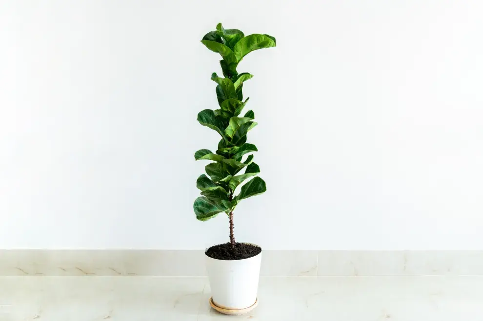 El ficus pandurata es amante del sol.