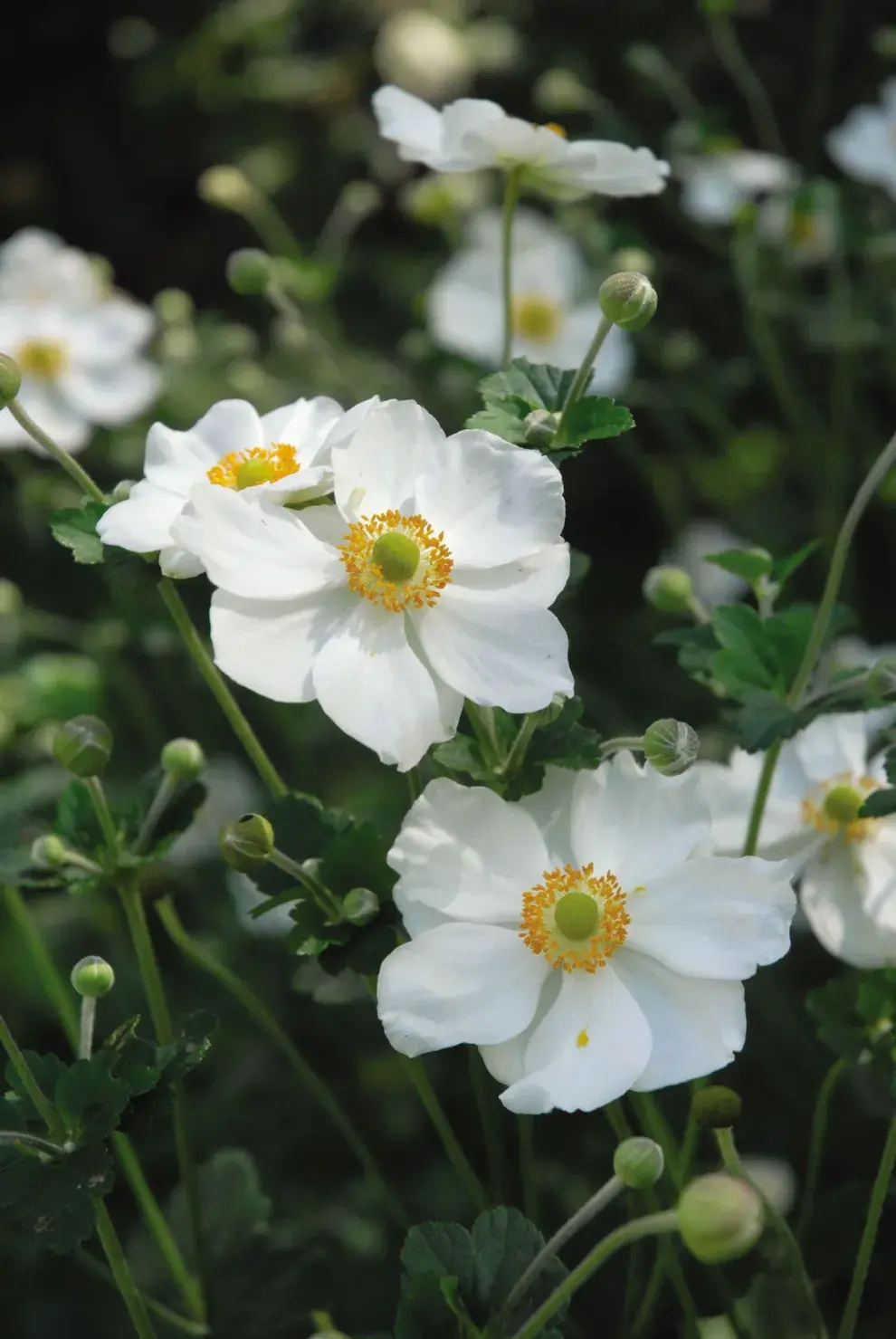 En otoño es cuando emergen las flores de la la anémona sobre las hojas.