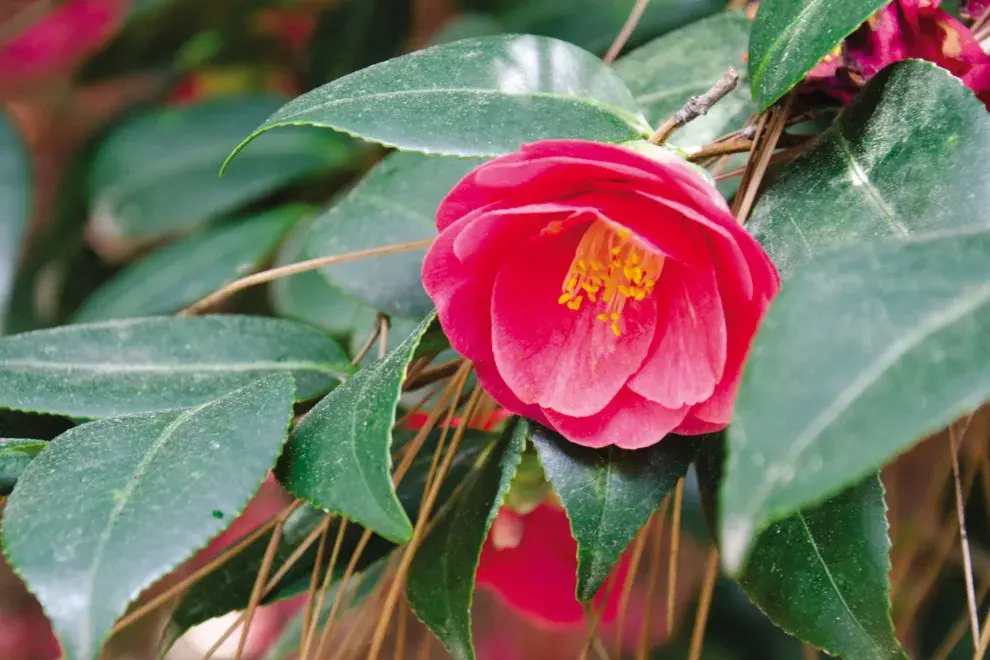  La camelia luce espléndida en jardines boscosos y en jardines de estilo oriental. Se asocia con azaleas, ya que tienen requerimientos similares.