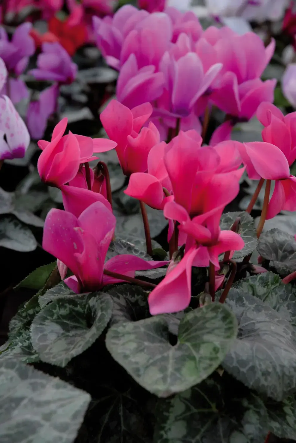 Las violetas de los Alpes son flores de larga duración, muy buenas para arreglos.