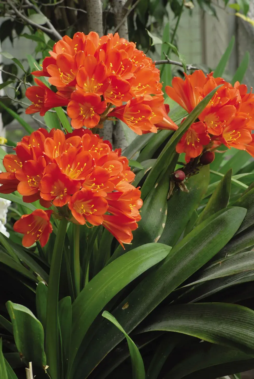 ​​​​​​La clivia tiene un lindo follaje y sus inflorescencias atrae colibríes. Son muy adecuada para jardines con aire silvestre.