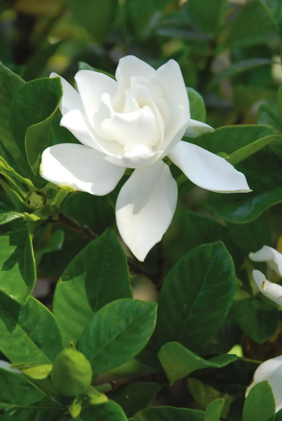 El Jazmín del Cabo tiene mucho perfume y se usa como flor de corte.