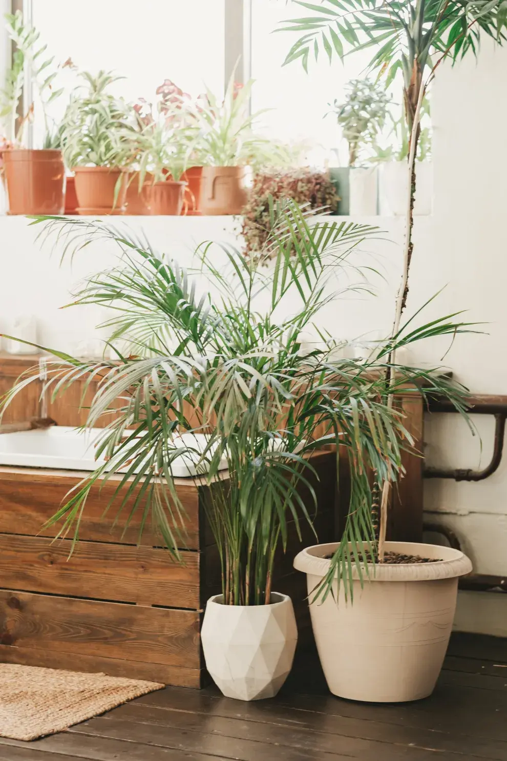 Una living repleto de plantas. Dos de ellas son La Palma Areca