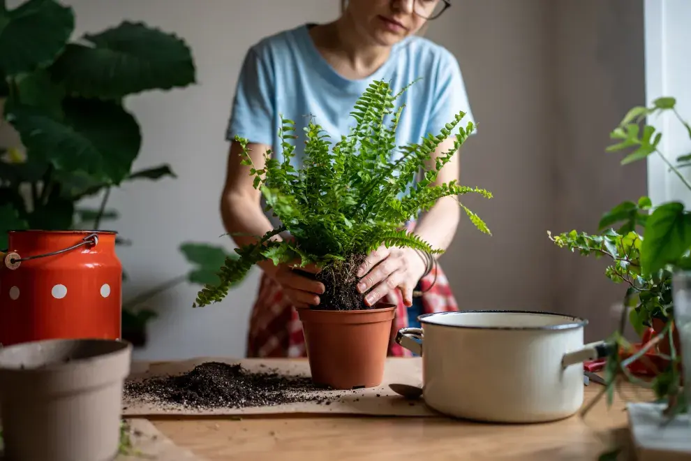 Las plantas que según el Feng Shui atraen la buena fortuna a tu vida.