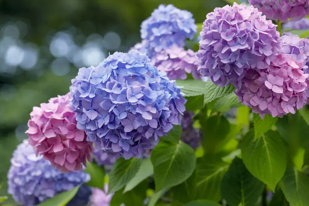 Las hortensias prefieren climas templados, aunque toleran el frío. 