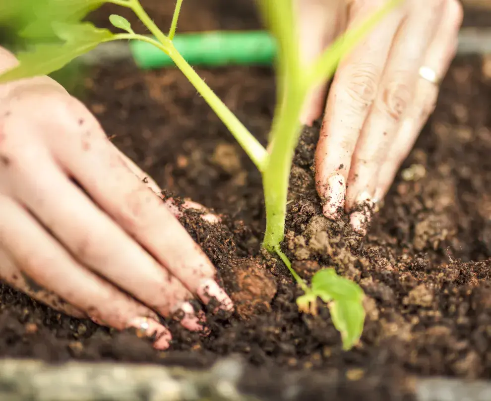 Compost y humus nutren el suelo para una exitosa siembra de primavera en casa