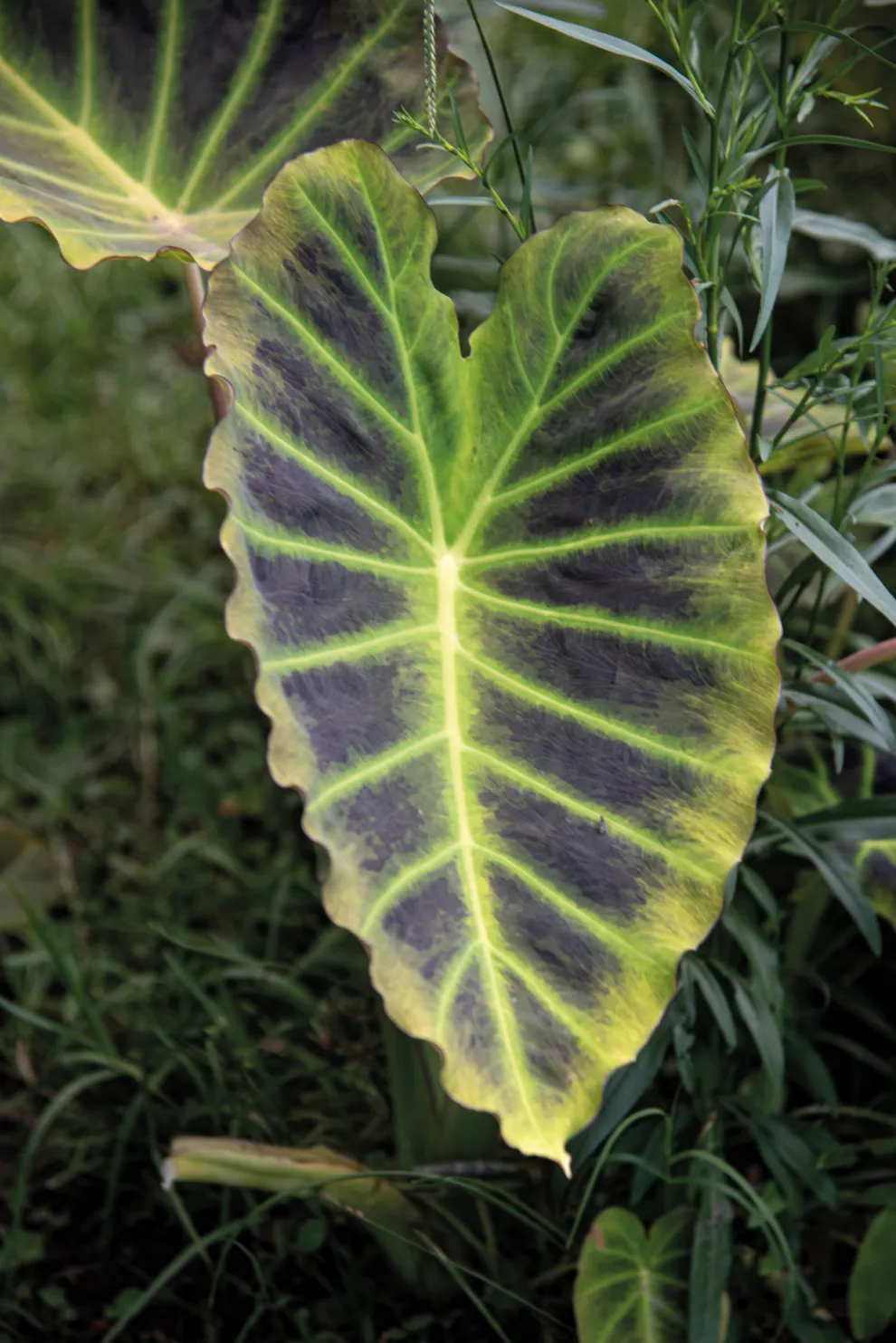 Es híbrido entre la Colocasia ‘Imperial’ y la Leucocasia gigantea. Son muy altas y las hojas ostentan tono verde limón, con rayas oscuras y muy ancha.