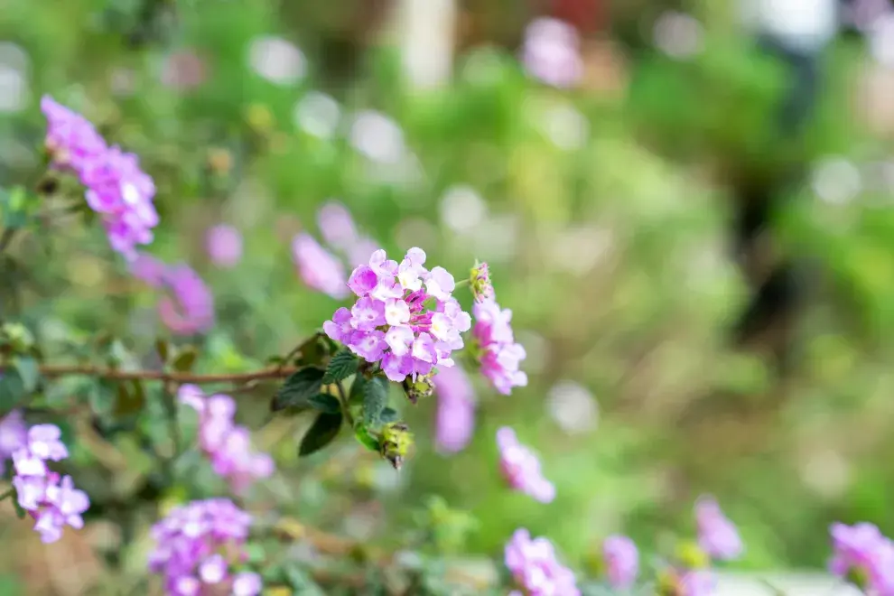 La Lantana Montevidensis resiste muy bien las sequías.