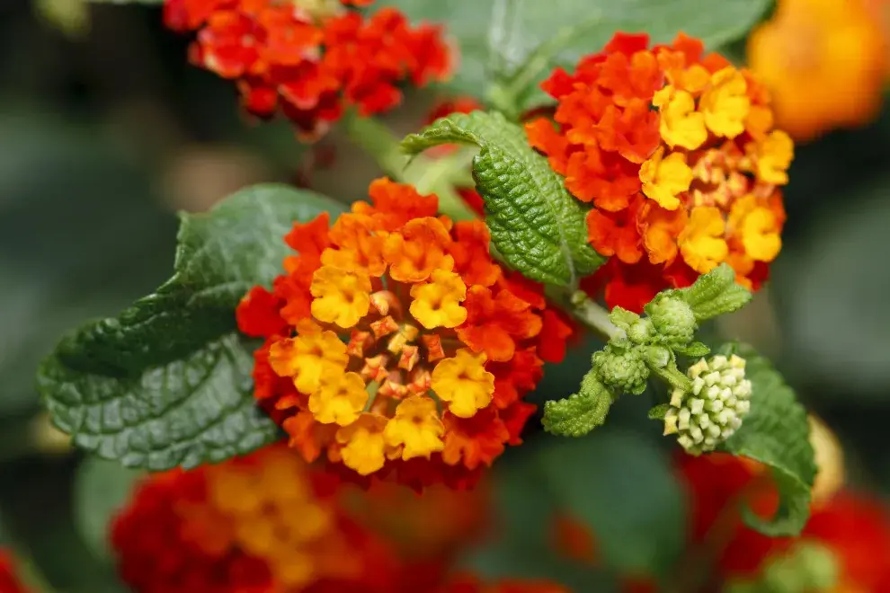 Las flores de Lantana atraen moscas y mosquitos.