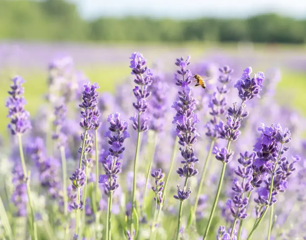 Lavanda, en Calamuchita, Córdoba.