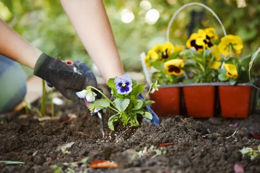 El pensamiento es una de las flores preferidas por sus coloridas flores y su bajo mantenimiento, pero atrae mosquitos.