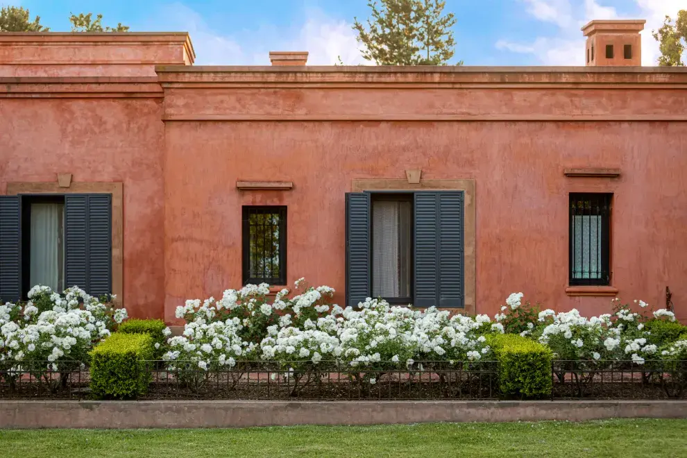 La Rosa Iceberg puede ser el centro de atención de un jardín o parte de una pérgola exuberante