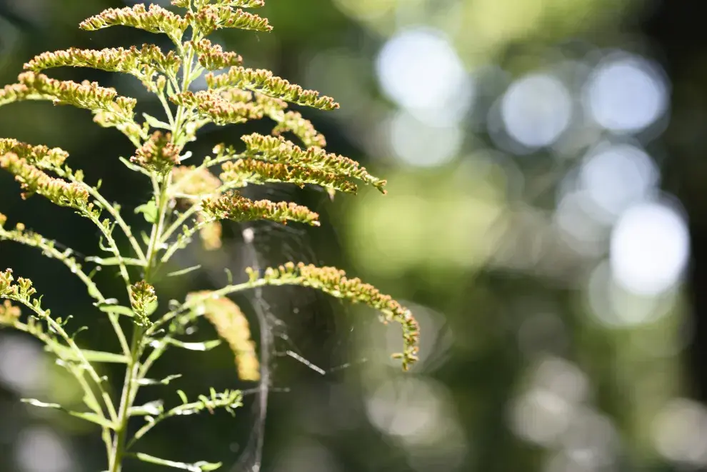 Las hojas rústicas y elegantes son imanes para los mosquitos