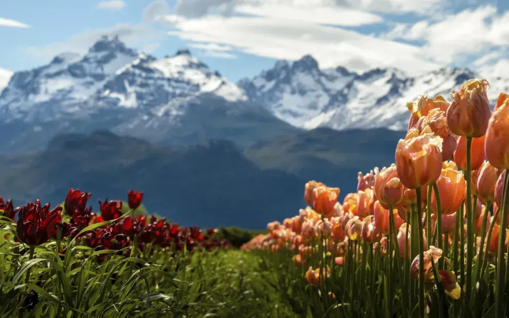 Tulipanes, en Chubut.