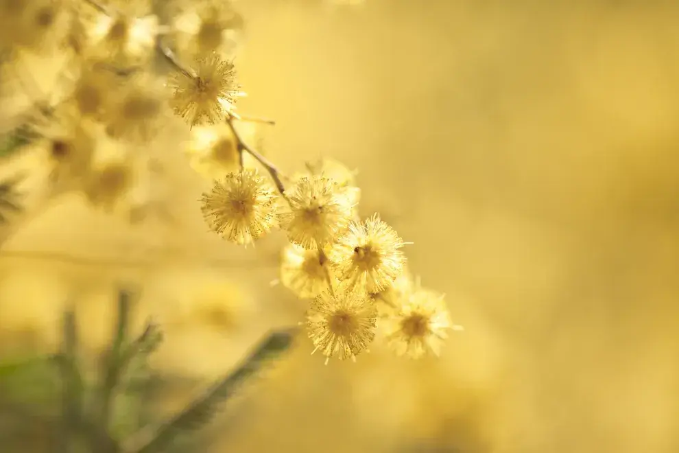 Sus flores brillantes son perfectas para el arbolado