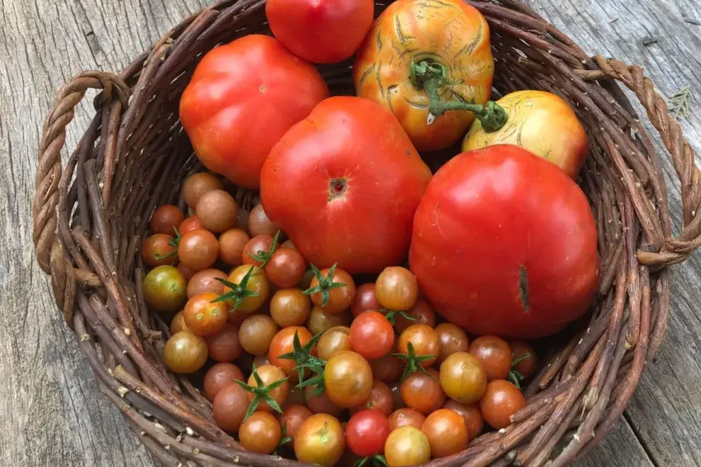 Noviembre es el mes de cosecha de tomates por excelencia.