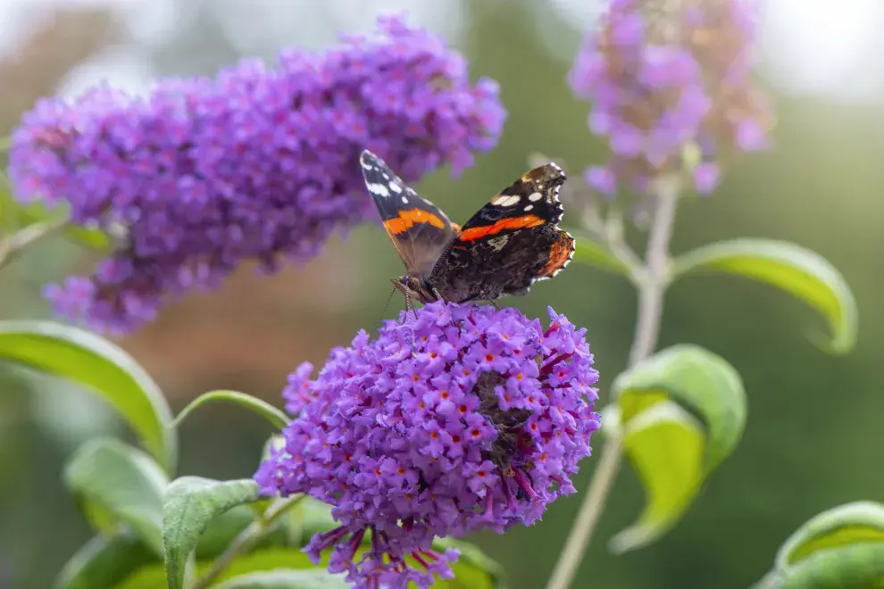 La bludeja, además de crecer rápido y no requerir mantenimiento, atrae a las mariposas.