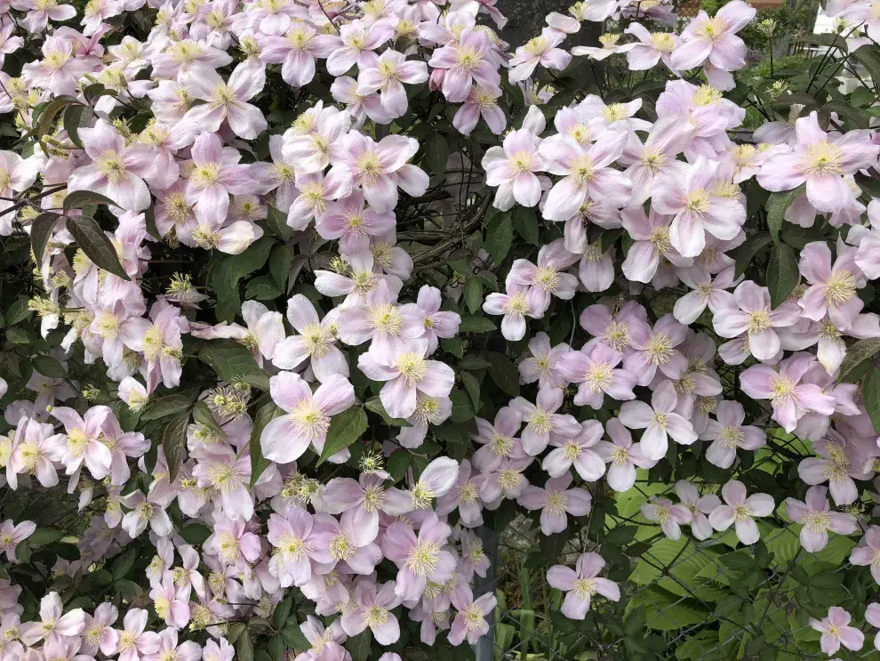 detalles de la Clematia, donde se ven sus flores.