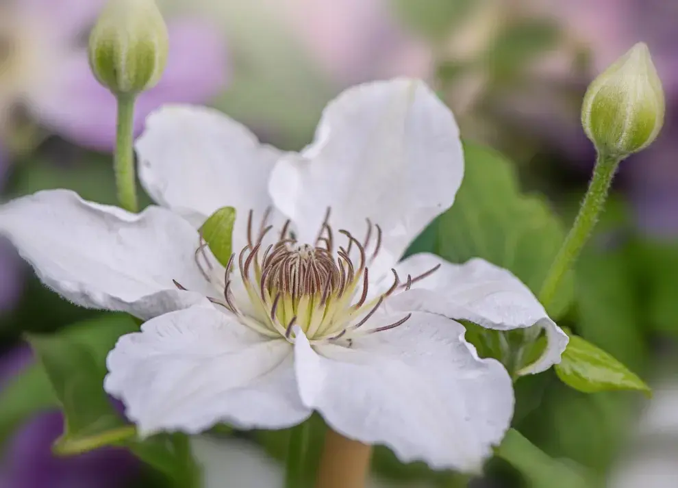 Las flores aman el sol directo aunque sus raíces prefieren la sombra,