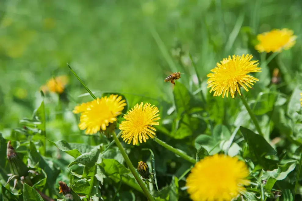 Las flores del diente de león son comestibles crudas o cocidas.