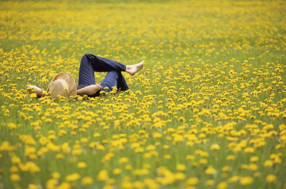 Las flores y hojas del diente de león tiene beneficios múltiples para la salud.