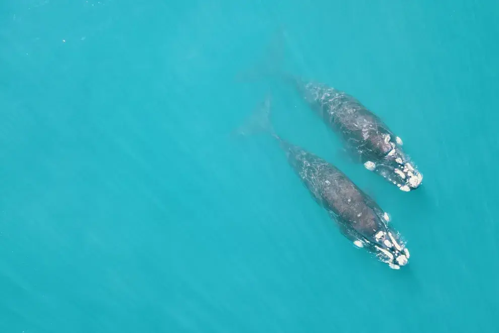 Dos ejemplares de ballena franca austral.