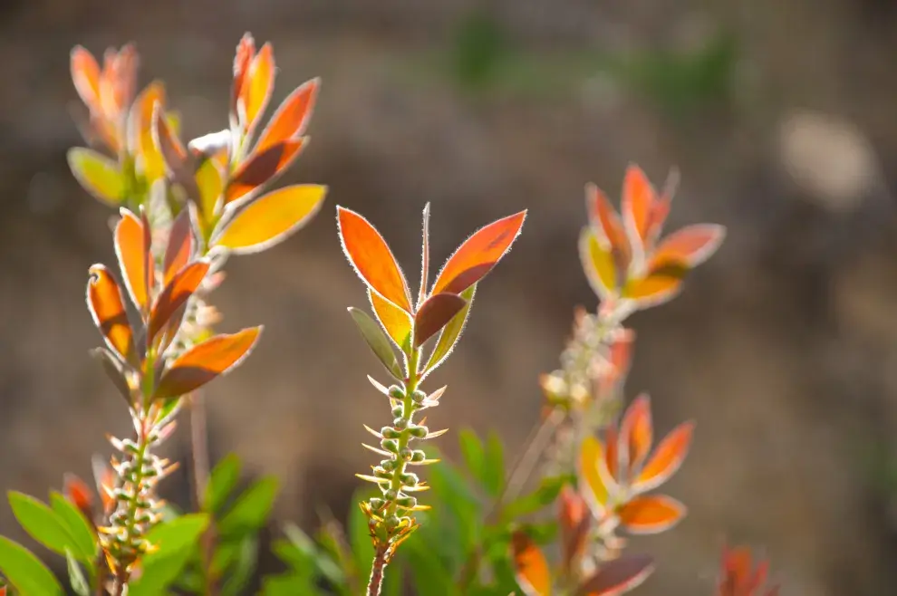 La planta Eugenia sorprende con sus hojas que cambian de color según la temporada