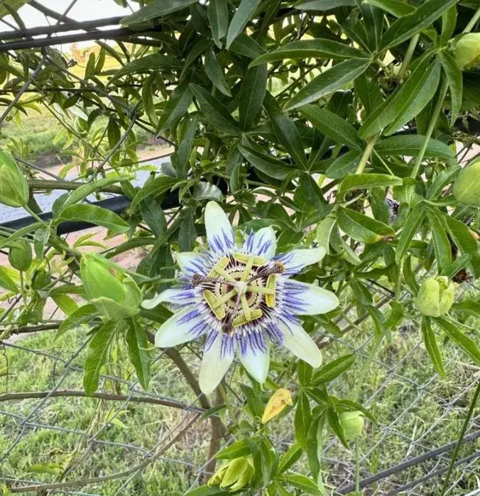 Passiflora ligularis, conocida como granadilla o granada china