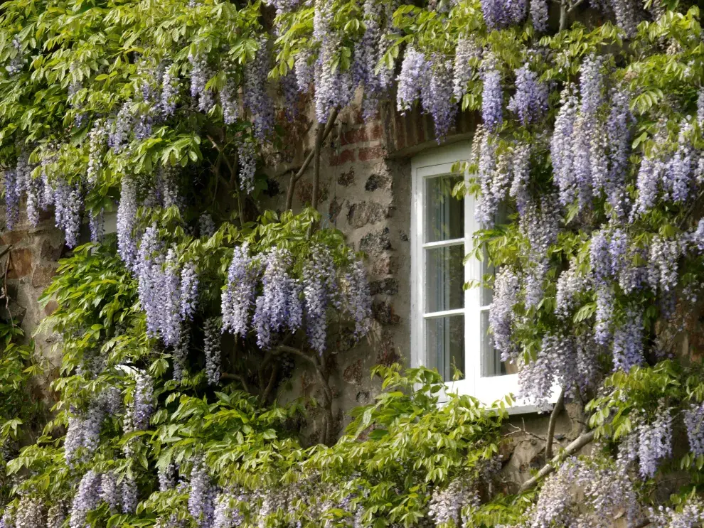 Foto de Wisteria sinensis, o Glicina china