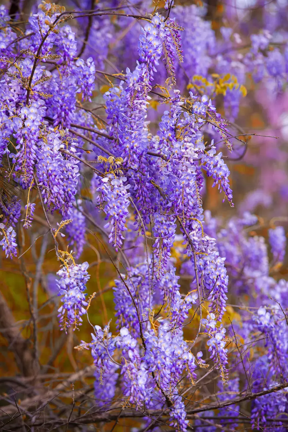 Foto de Wisteria sinensis, o Glicina china