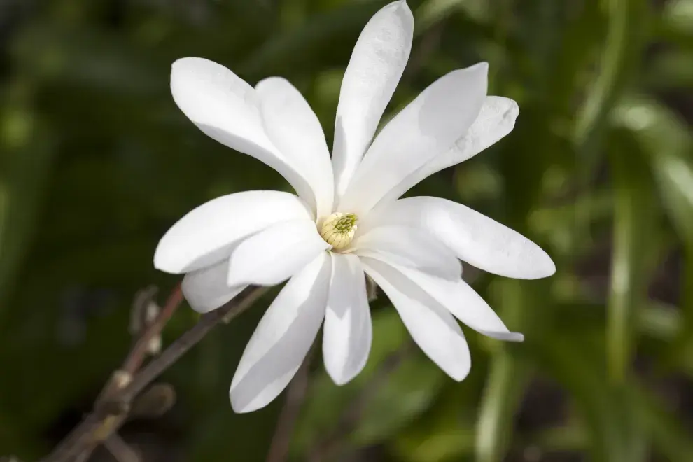 La magnolia estrellada en todo su esplendor.