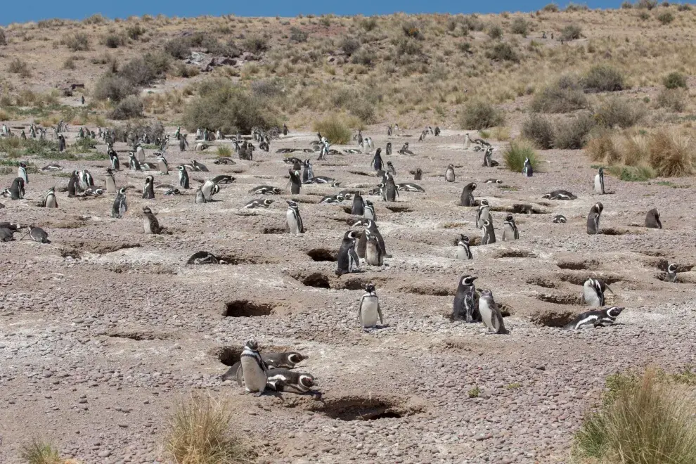 Pingüinera de Punta Tombo, una experiencia única.