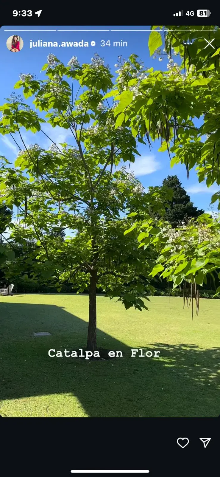 Catalpa en flor, en el jardín de Juliana Awada.