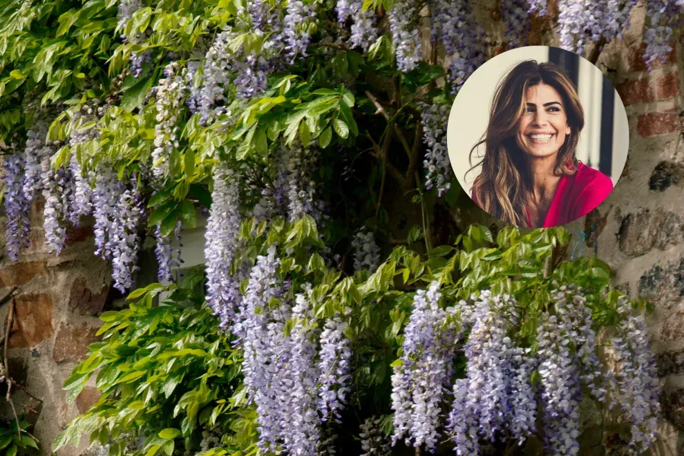 Armado con foto de glicina y Juliana Awada.