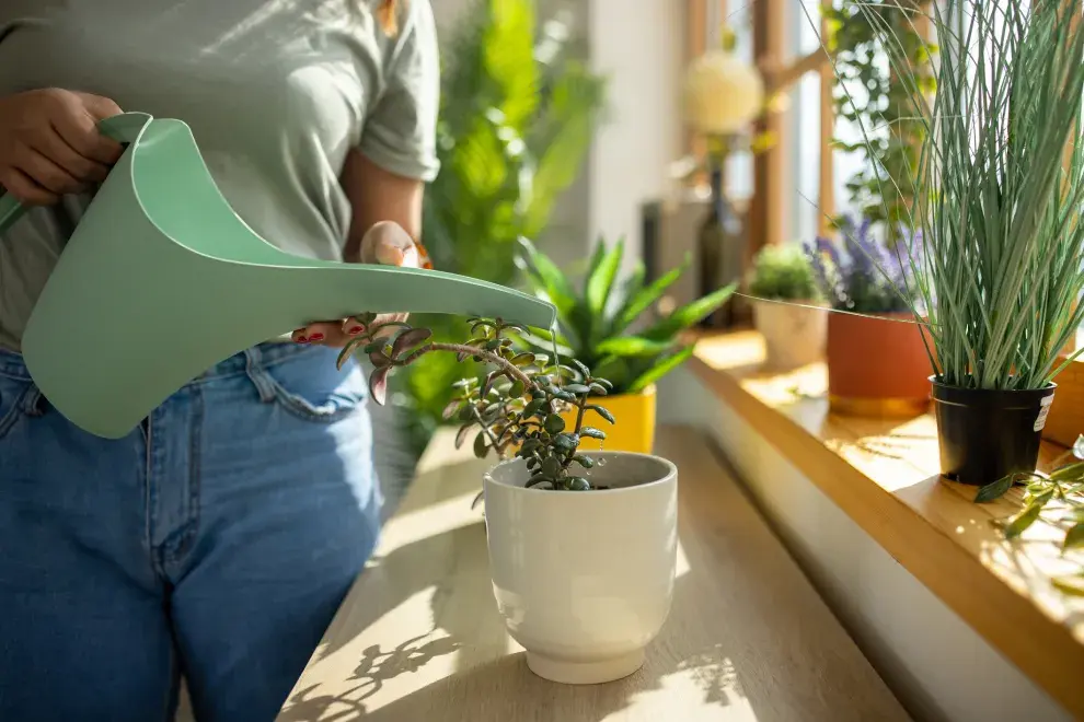 Las plantas cumplen una función fundamental en tu hogar: renuevan y limpian el aire.