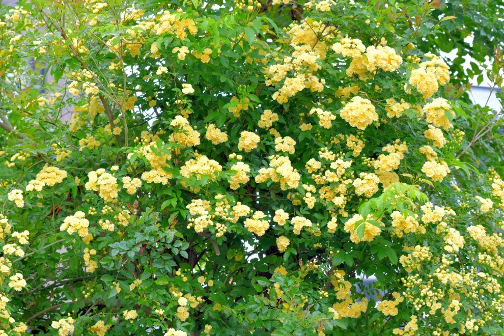 Un rosal trepador que crece sin espinas