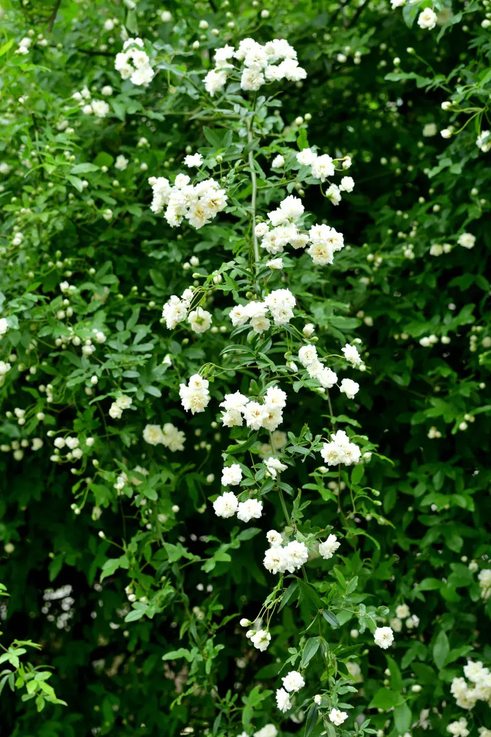 Este rosal puede dar flores amarillas o blancas con un exquisito perfume a violetas