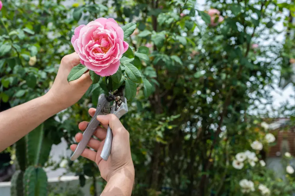 Las rosas no son tan difíciles de cuidar como se cree.